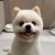 Ai Genz Builders reviewer Weeko Lee