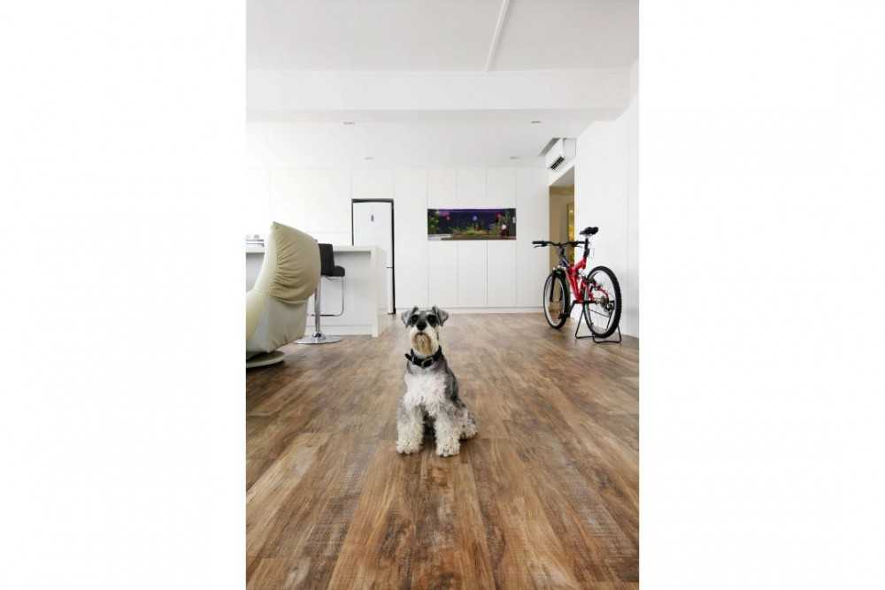 Modern Hallway with Pets and Bicycle