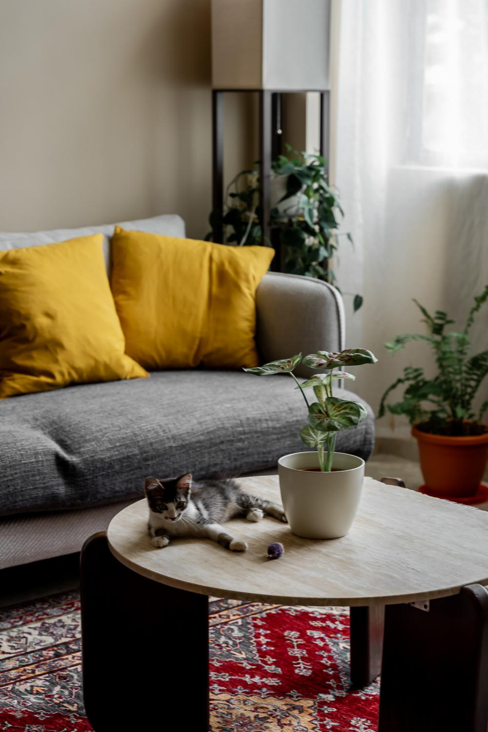 Vintage Living Room with Carpet and Sofa